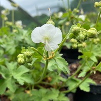 Geranium macrorrhizum 'White-Ness'